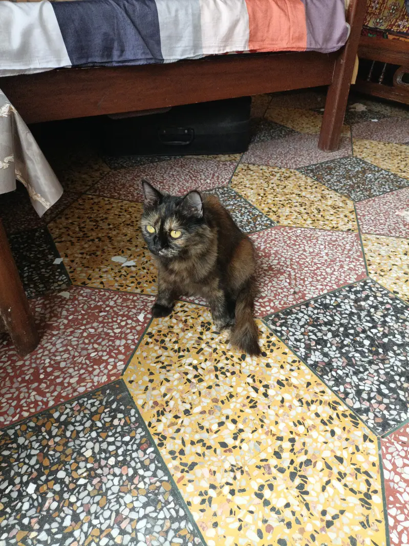 cat for sale — photo 2