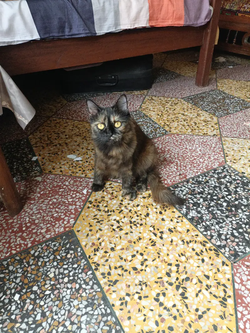 cat for sale — photo 3