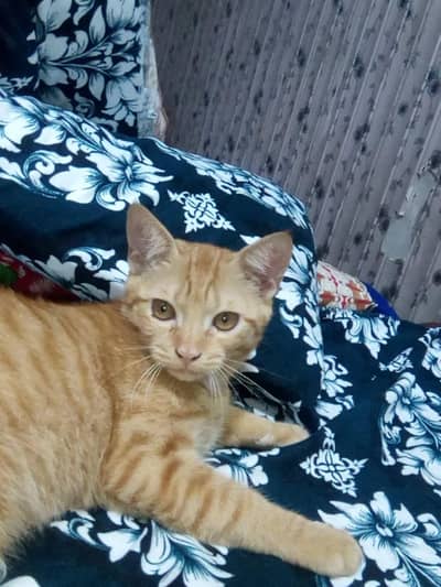 Persian female kitten single coat age 4 month