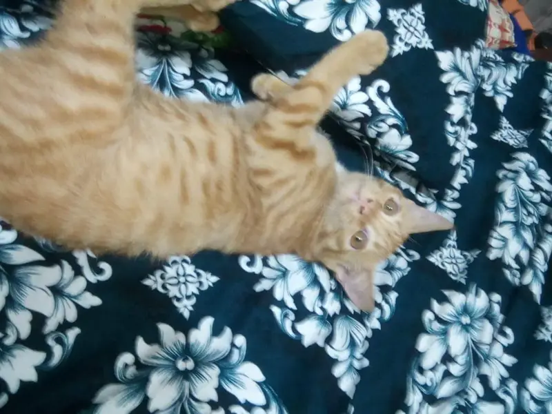 Persian female kitten single coat age 4 month — photo 2