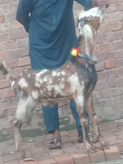 sheera print bakra 2027 ki qurbani ka Liye sale
