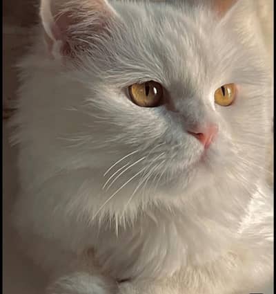 premium Triple Coat Persian Cat Pair male female pure white