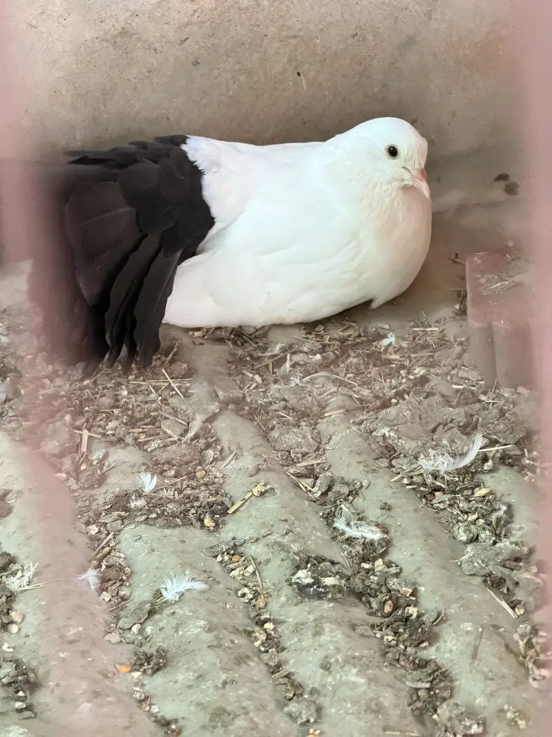 Fantail & Sherazi — photo 2