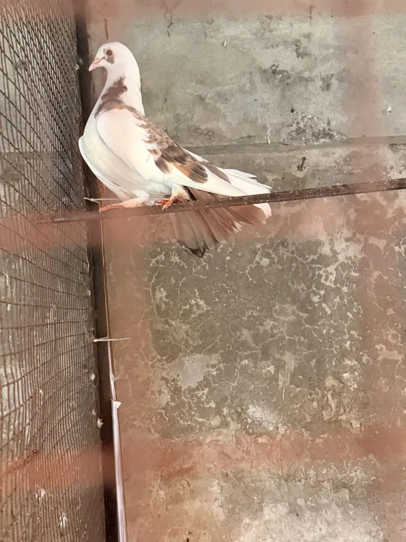 Fantail & Sherazi — photo 3