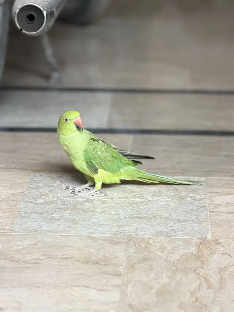 Ring neck healthy active make sounds of door bell — photo 2