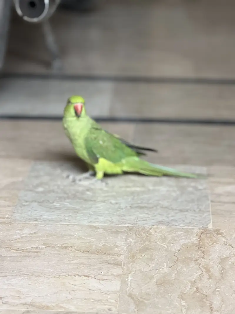 Ring neck healthy active make sounds of door bell — photo 3