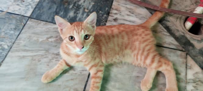 persian mix breed