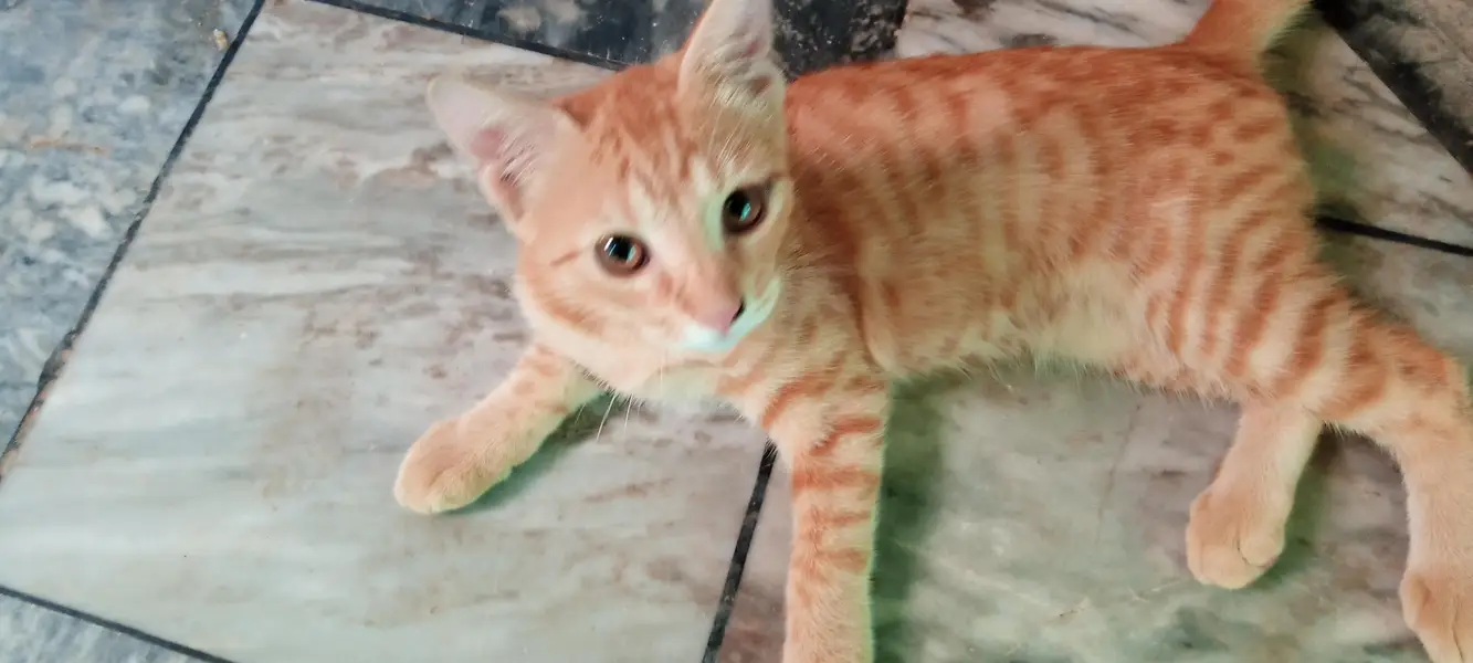 persian mix breed — photo 2