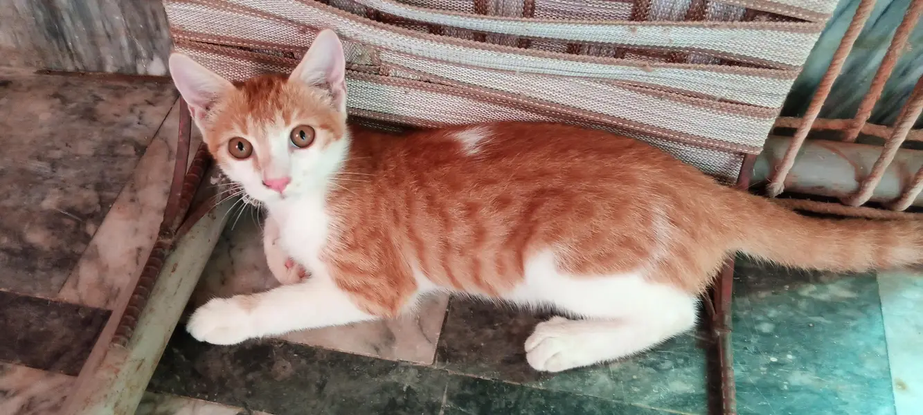 persian mix breed — photo 3