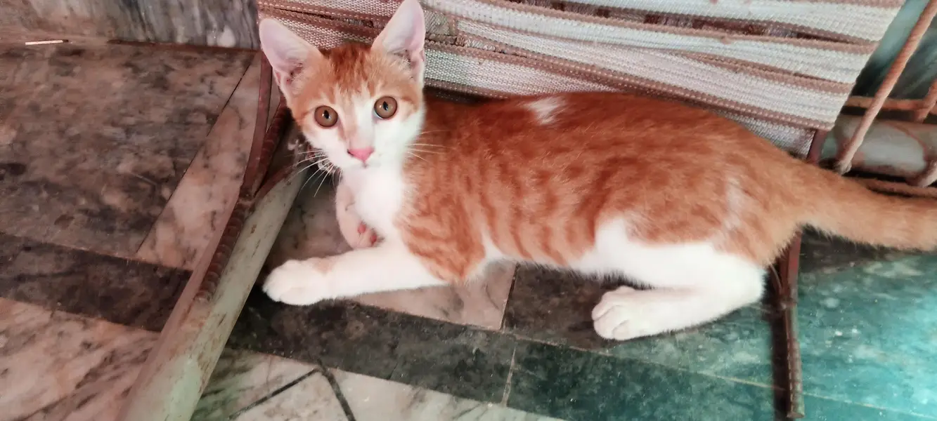 persian mix breed — photo 4