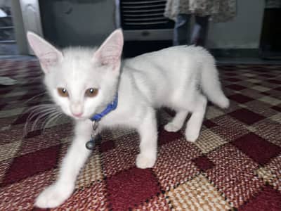 Fully Active Female kitten