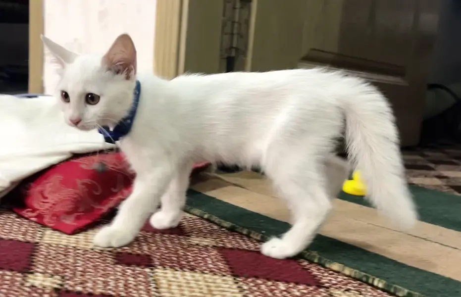 Fully Active Female kitten — photo 2