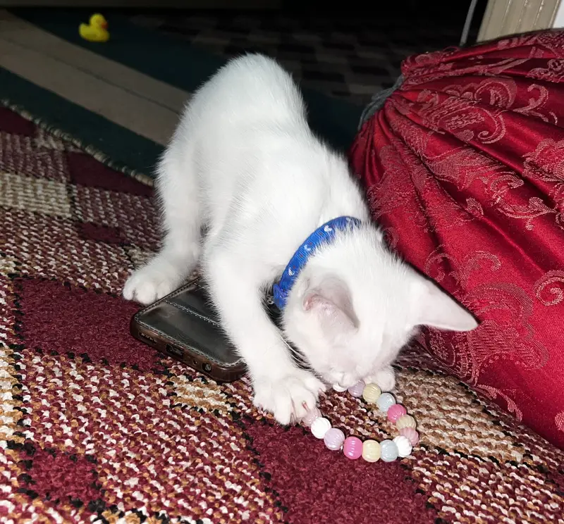 Fully Active Female kitten — photo 3
