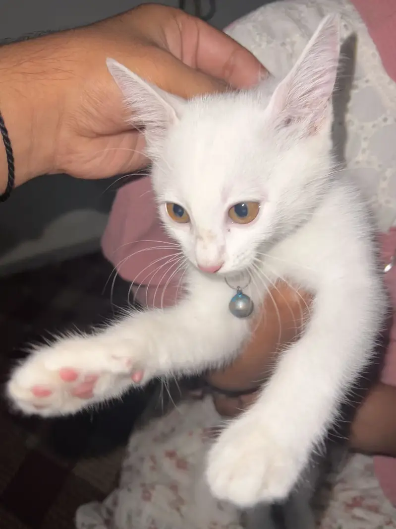 Fully Active Female kitten — photo 4