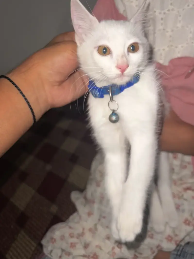 Fully Active Female kitten — photo 5