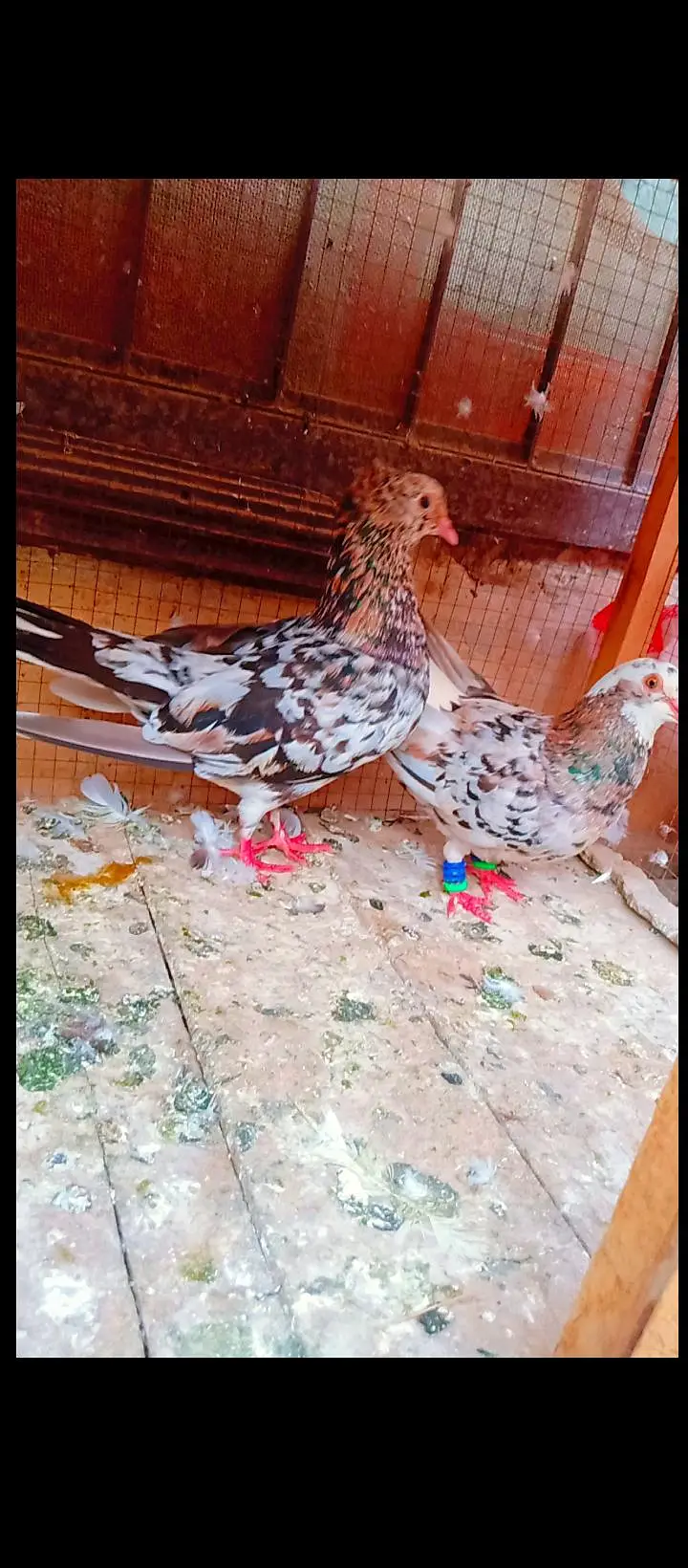 bhartiya guldar breeder pair pishori pigeons for sale kabotar fancy