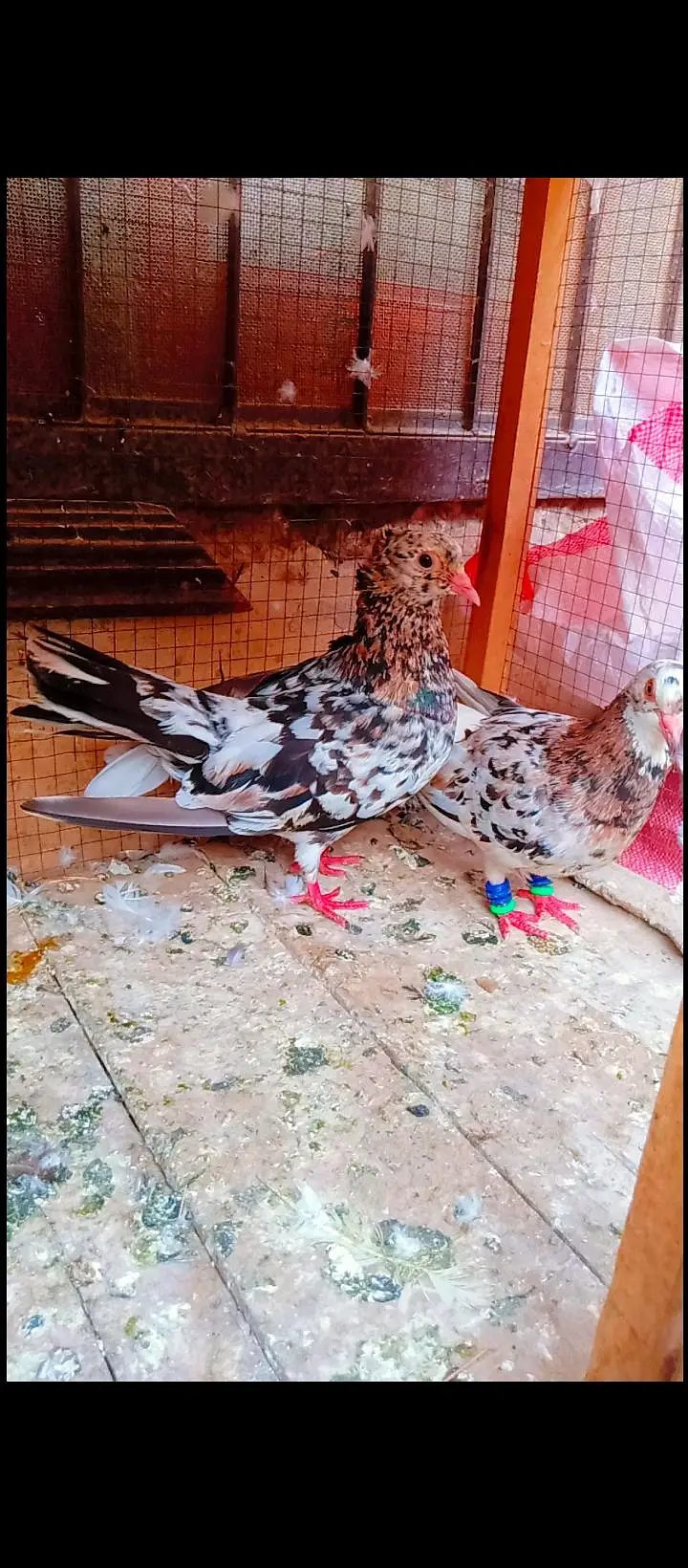 bhartiya guldar breeder pair pishori pigeons for sale kabotar fancy — photo 2