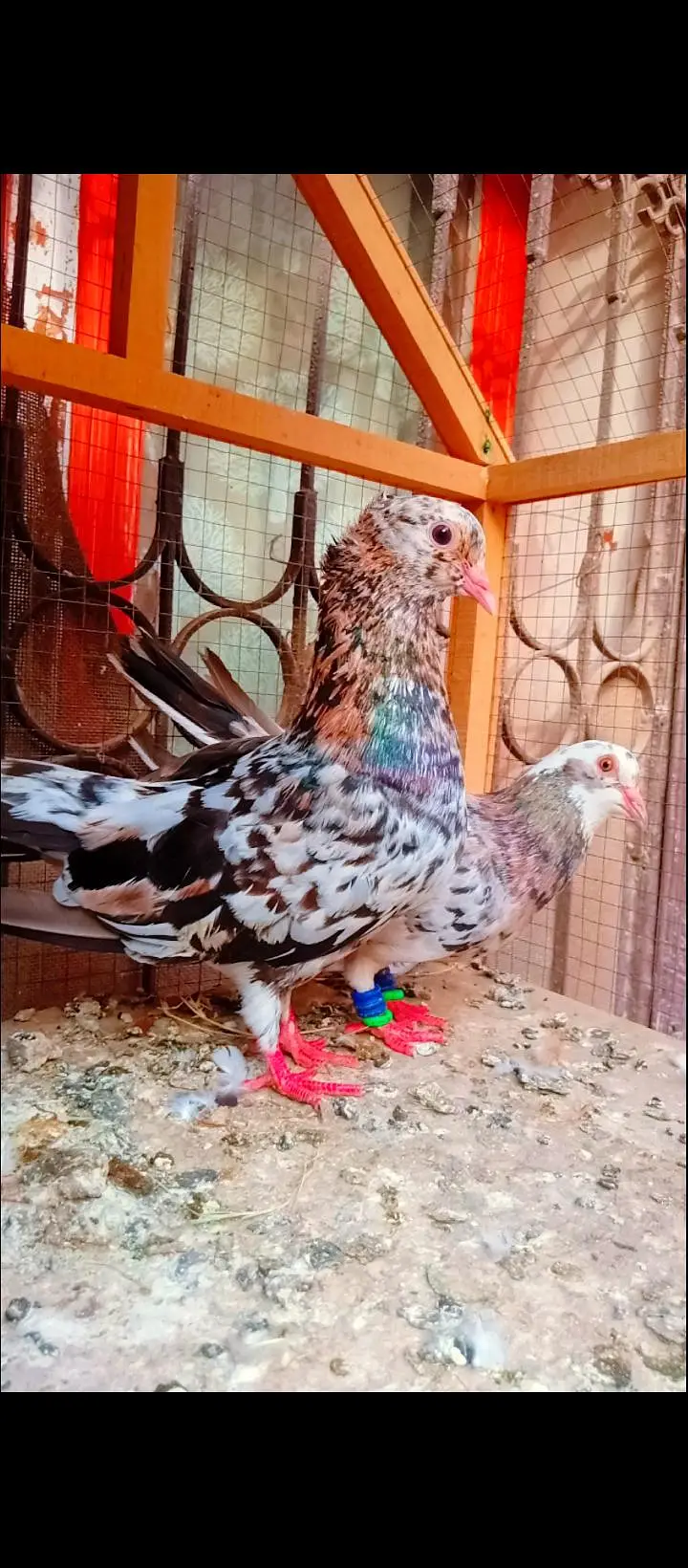 bhartiya guldar breeder pair pishori pigeons for sale kabotar fancy — photo 3
