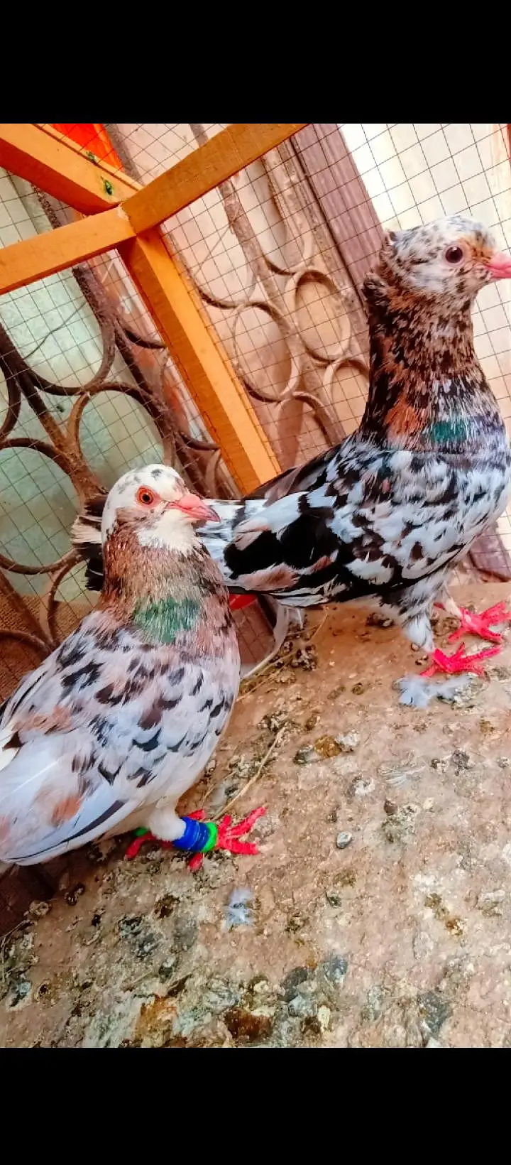 bhartiya guldar breeder pair pishori pigeons for sale kabotar fancy — photo 4