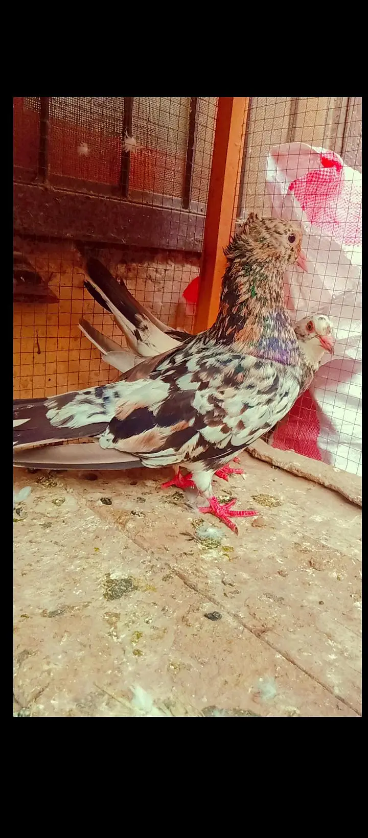 bhartiya guldar breeder pair pishori pigeons for sale kabotar fancy — photo 5