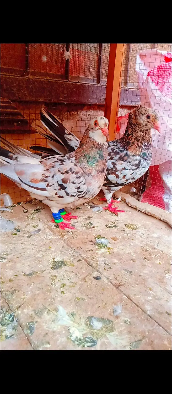 bhartiya guldar breeder pair pishori pigeons for sale kabotar fancy — photo 6