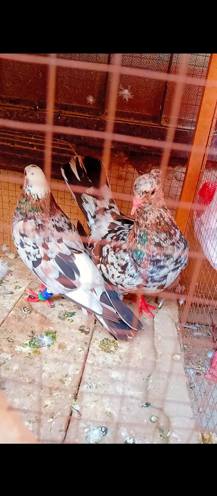 bhartiya guldar breeder pair pishori pigeons for sale kabotar fancy — photo 7