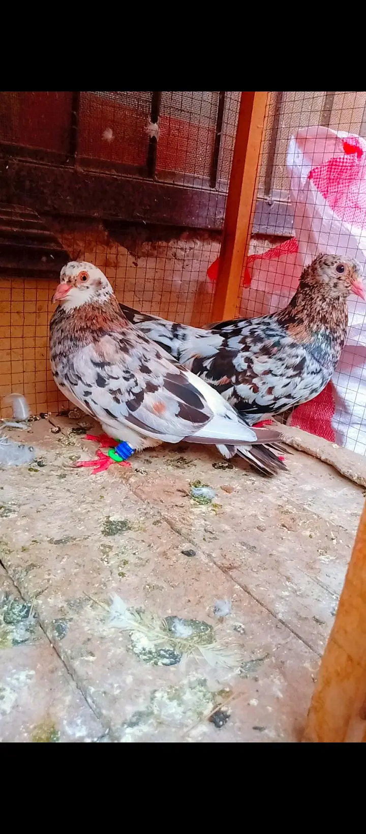 bhartiya guldar breeder pair pishori pigeons for sale kabotar fancy — photo 8