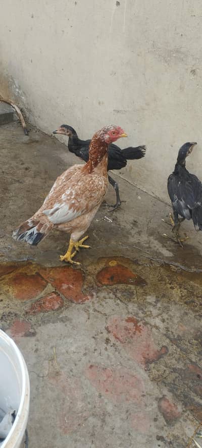 aseel pair