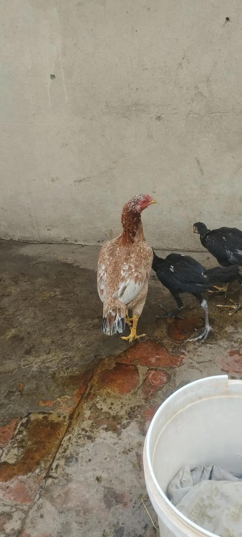 aseel pair — photo 2