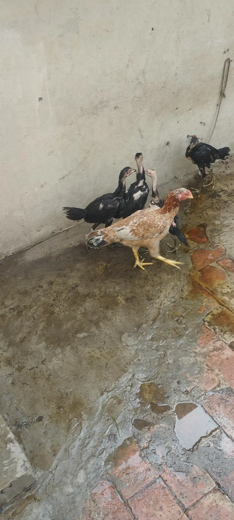 aseel pair — photo 4
