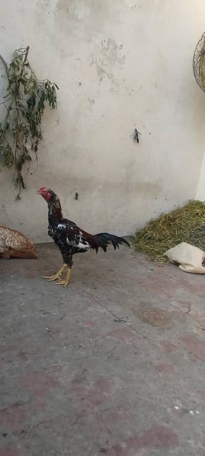 aseel pair