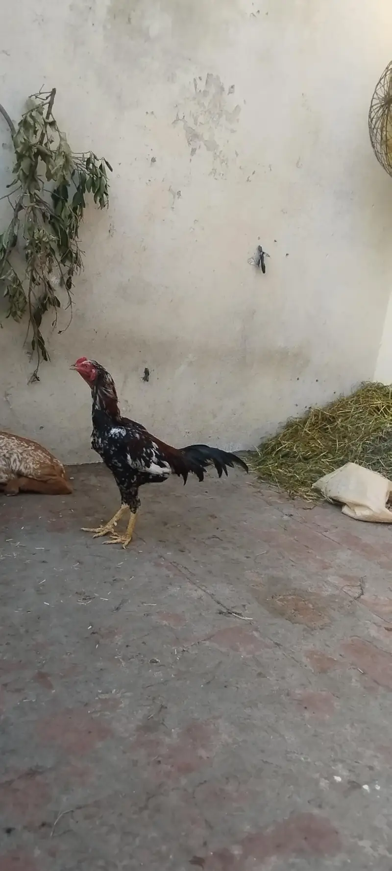aseel pair — photo 5