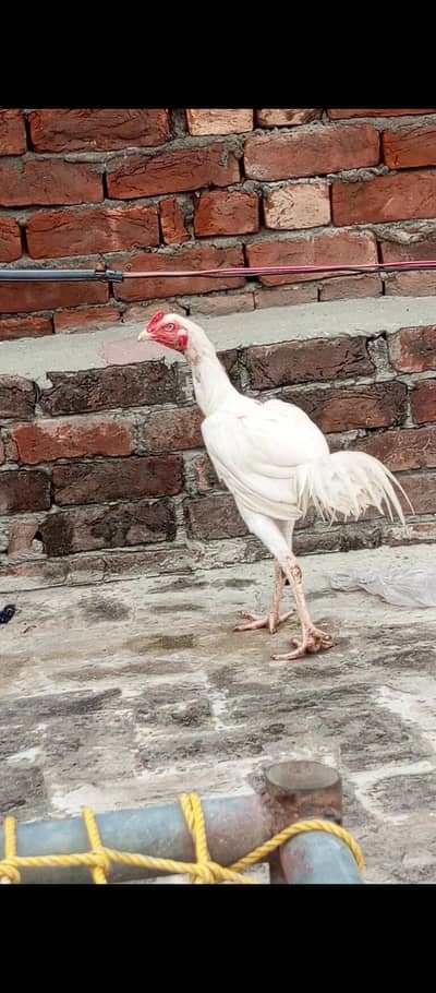 aseel birds for sale