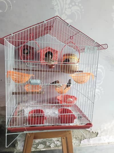 zebra finches 3 pairs