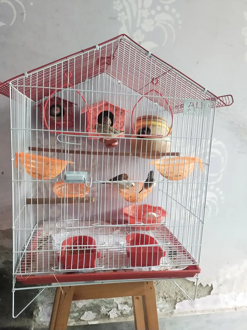 zebra finches 3 pairs