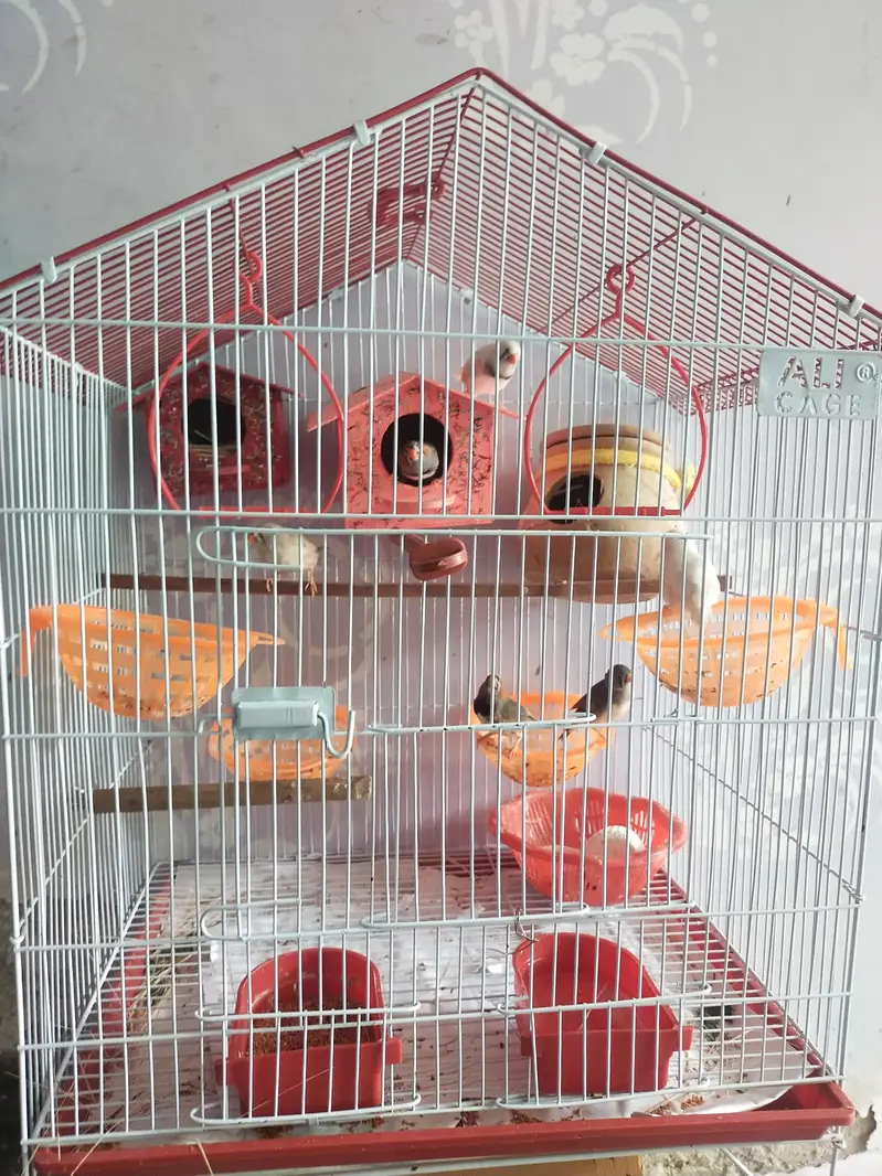 zebra finches 3 pairs — photo 2