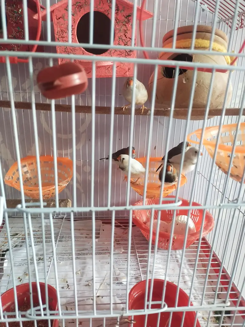 zebra finches 3 pairs — photo 3