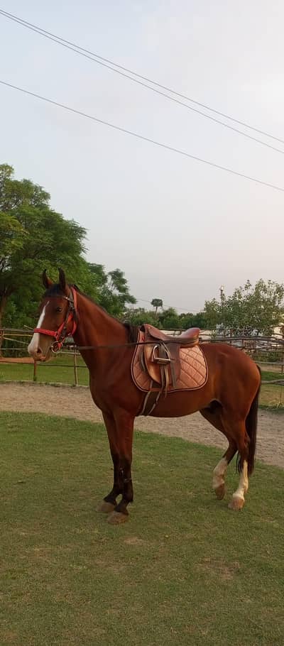 docile gelding