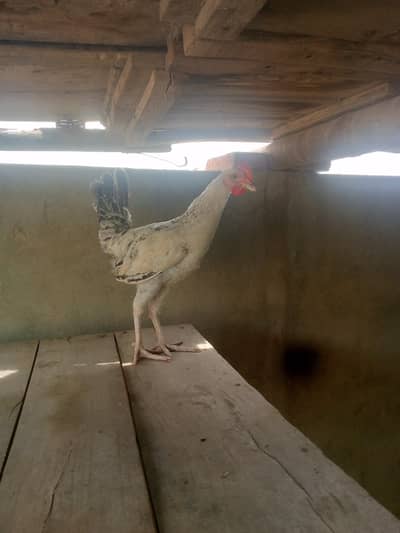 desi Golden mishri murge murgi