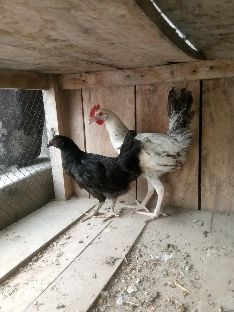 desi Golden mishri murge murgi — photo 2