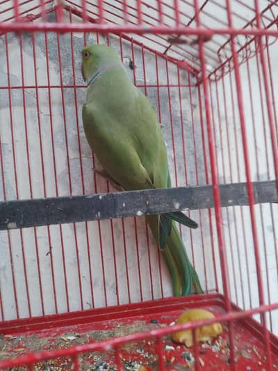 male hai saf suthra  khoobsurat prinda hai