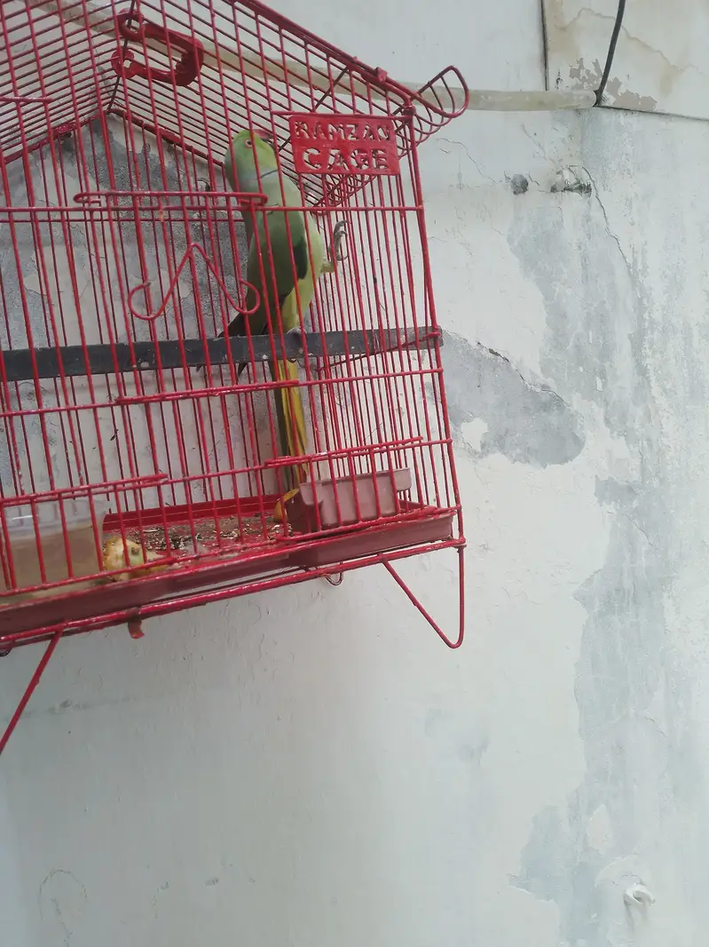 male hai saf suthra  khoobsurat prinda hai — photo 2