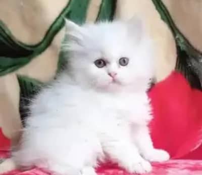 Persian cat for sale