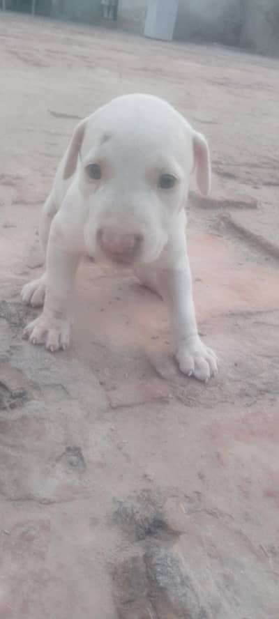 pure gultier female puppy