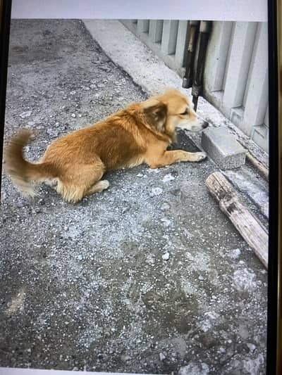 Russian dog for sale/Exchange