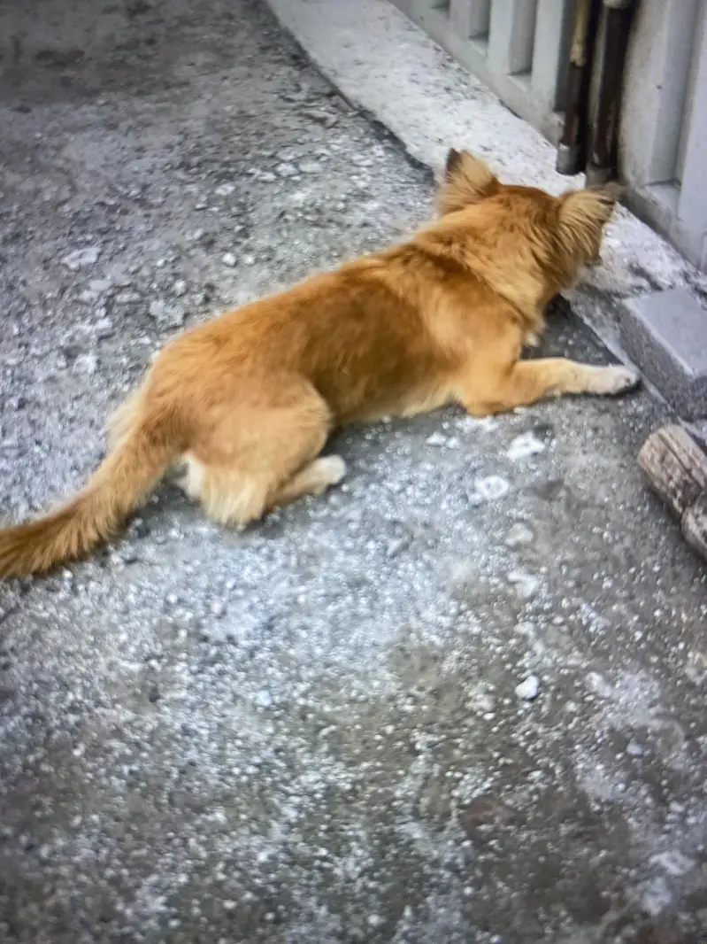 Russian dog for sale/Exchange — photo 2