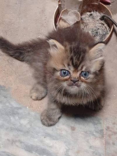 Persian three coated