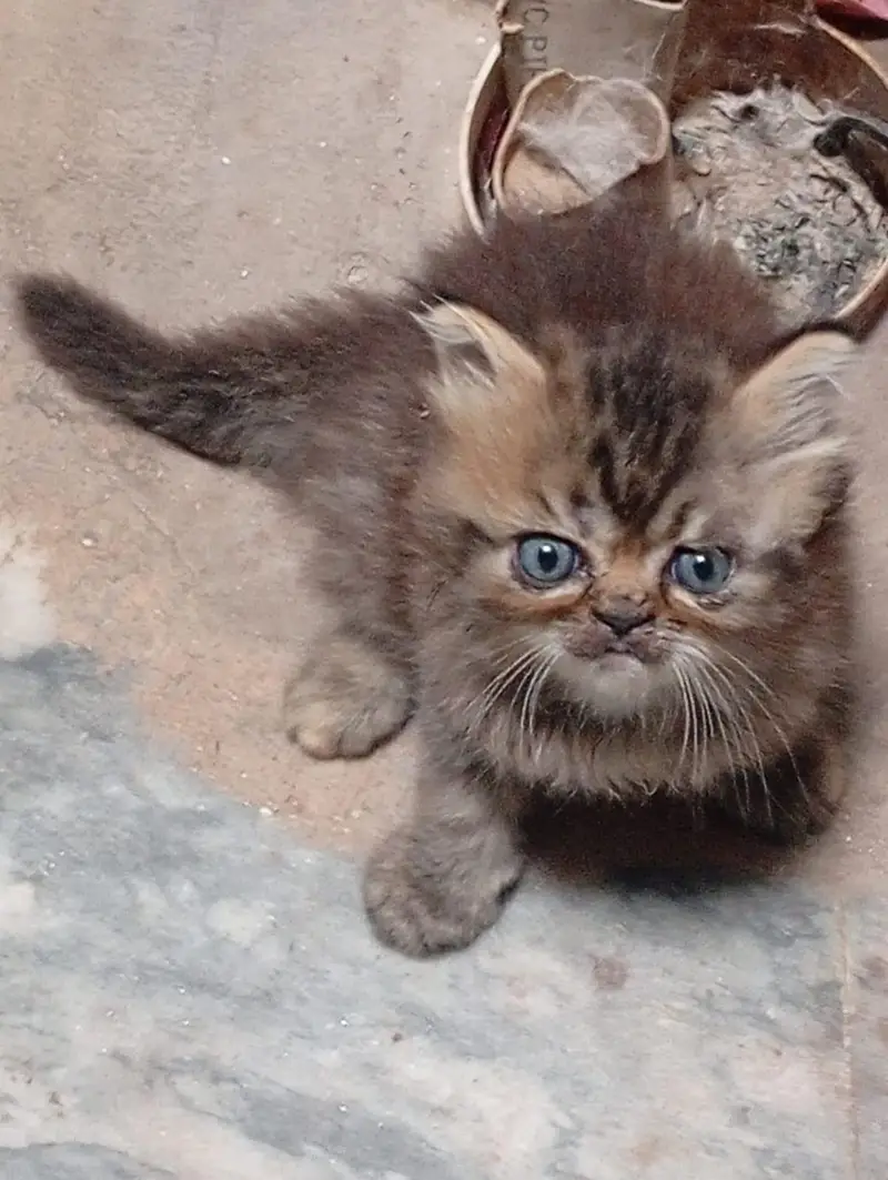 Persian three coated — photo 2