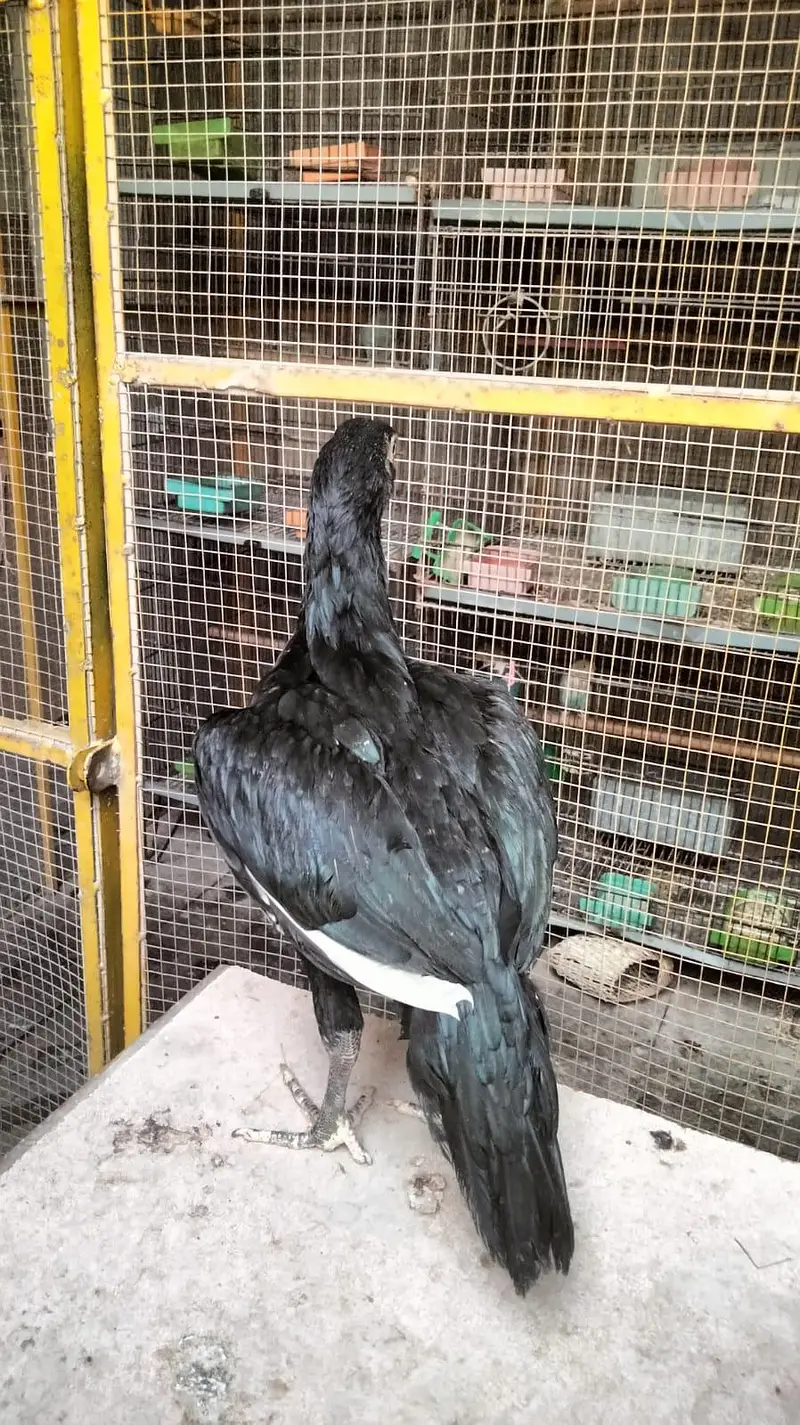 black lasani pathy top quality — photo 3