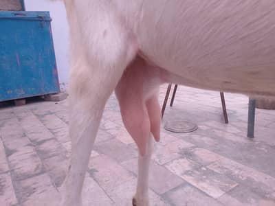 bakri for sell